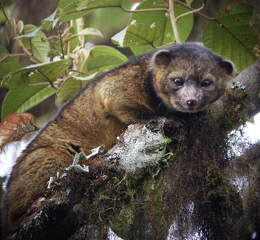 недавно открытые животные. недавно открытые животные и растения. олинго енот.