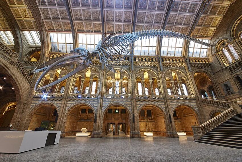 Музей в котором были представлены. Музей естествознания (natural history museum). натурал хистори музей лондон. natural history museum в лондоне. южный кенсингтон лондон музей естественной истории.