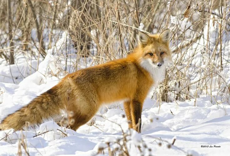 Животные ставропольского края фото На Стрижаменте посчитали пятнистых оленей