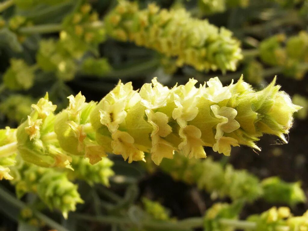 Полезные свойства крымских. Трава лимонник крымский. Чабан чай крымский татар железница. Чабрец дикий. Крымская железница (татар-чай).