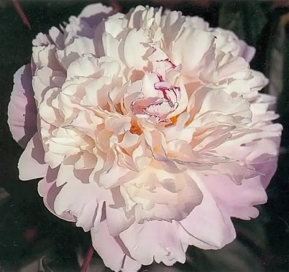 Lady alexandra duff peony - Paeonia lactiflora Lady Alexandra Duff Peony from Sa
