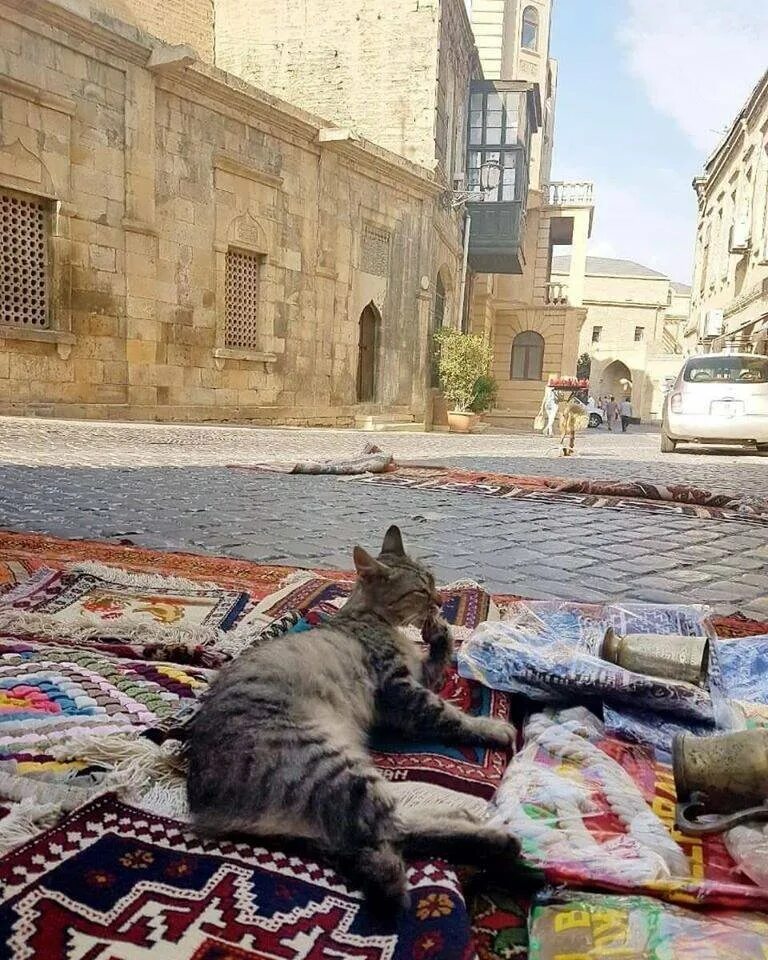 Мусульманский кот. Муизза кошка пророка. Кошка Мухаммеда Муизза. Кошка пророка Мухаммеда. Кошка в мечети.