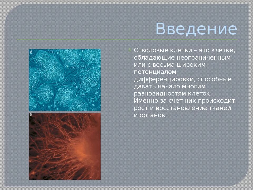 Эмбриональные стволовые клетки. Стволовые клетки презентация. Строение стволовых клеток. Тотипотентные стволовые клетки.