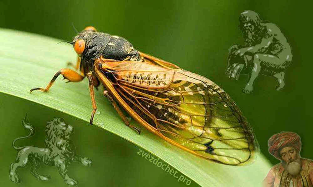 Цикада коста рика. Жук паразит цикада. Китайская муха цикада. Цикадки цикадовые. Муха цикада.