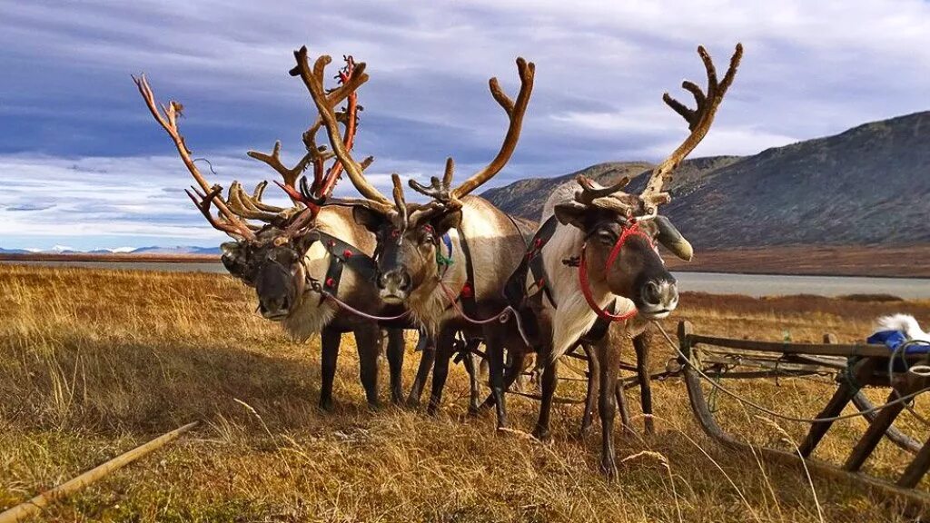 Тур олень. Оленеводческая бригада. Мараловая ферма тишанка. Оймякон оленеводство. Тур олень.