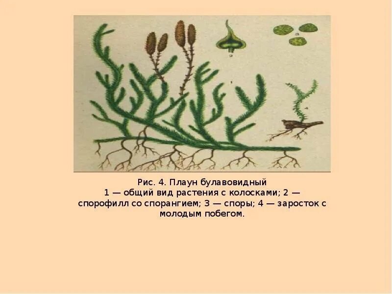 Плаун булавовидный. Спорангий плауна. Побег плауна булавовидного. Цикл плауна булавовидного.