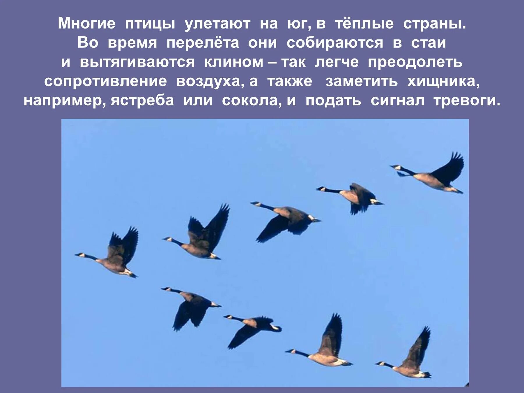 Улетели какое время