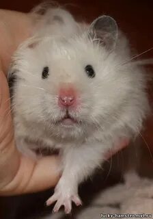 Нос хомяка