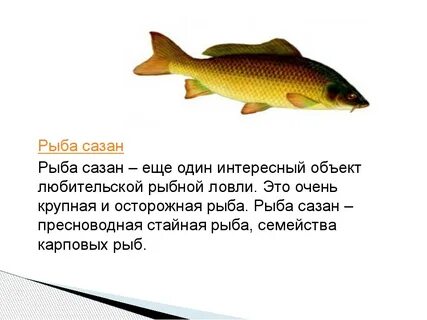 Большинство рыб относится