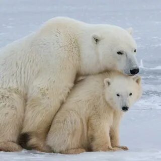 В тундре живут медведи