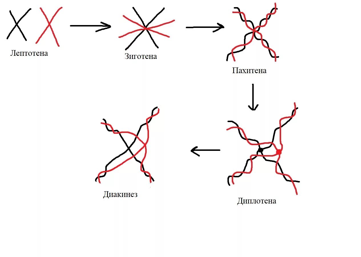 Лептотена. Профаза лептотена. Мейоз лептотена зиготена пахитена диплотена диакинез таблица. Мейоз 1 лептотена зиготена пахитена. Стадии мейоза лептотена.