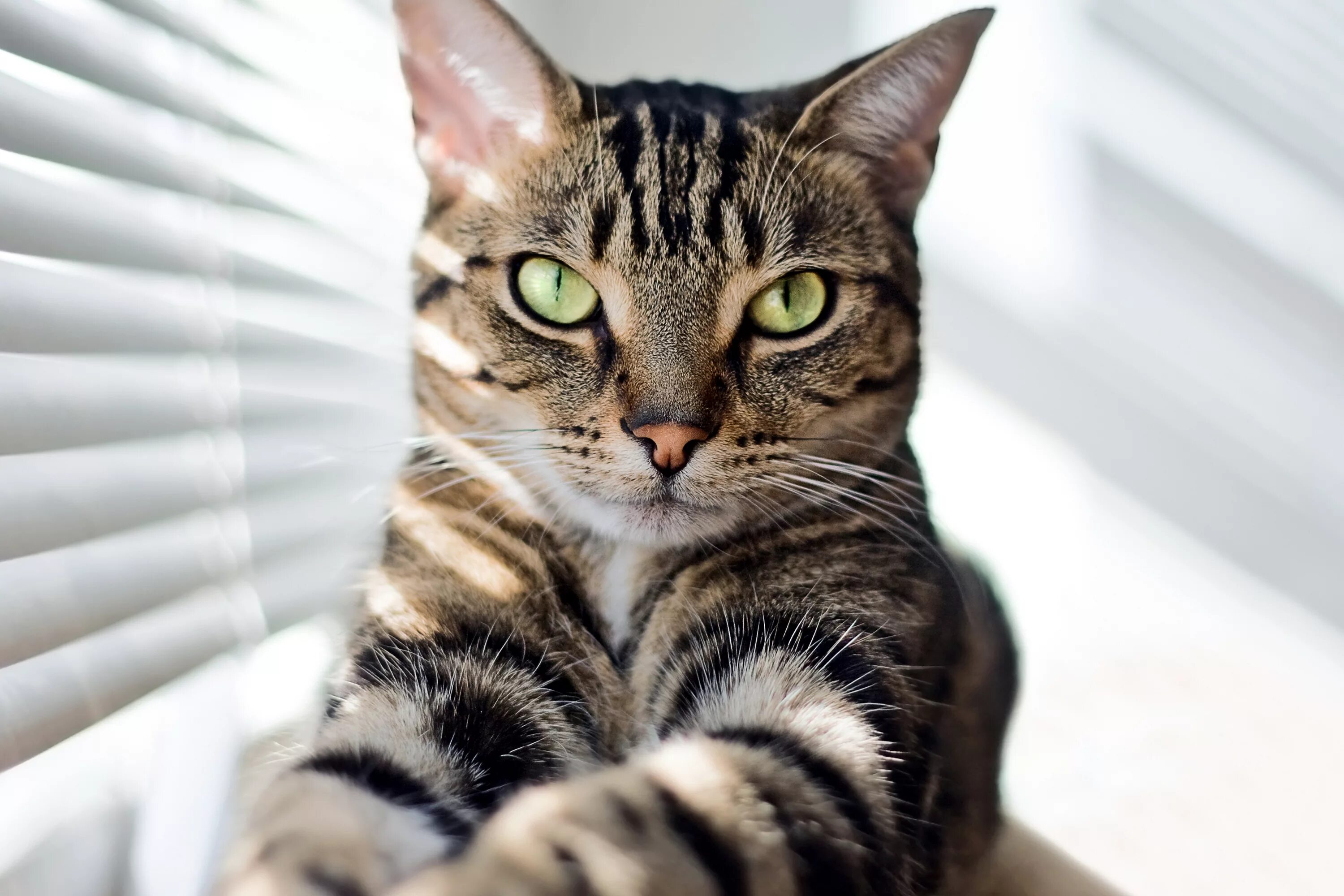 Матрас полосатый кот. Сибирская полосатая кошка гладкошерстная. Кот табби макрель. Серые полосатые коты. Лапы на пол.