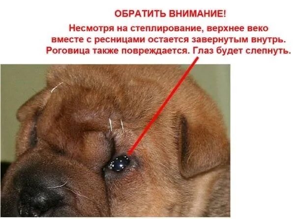 Кошачий ботокс, пирсинг и тату. Как хозяева издеваются над питомцами
