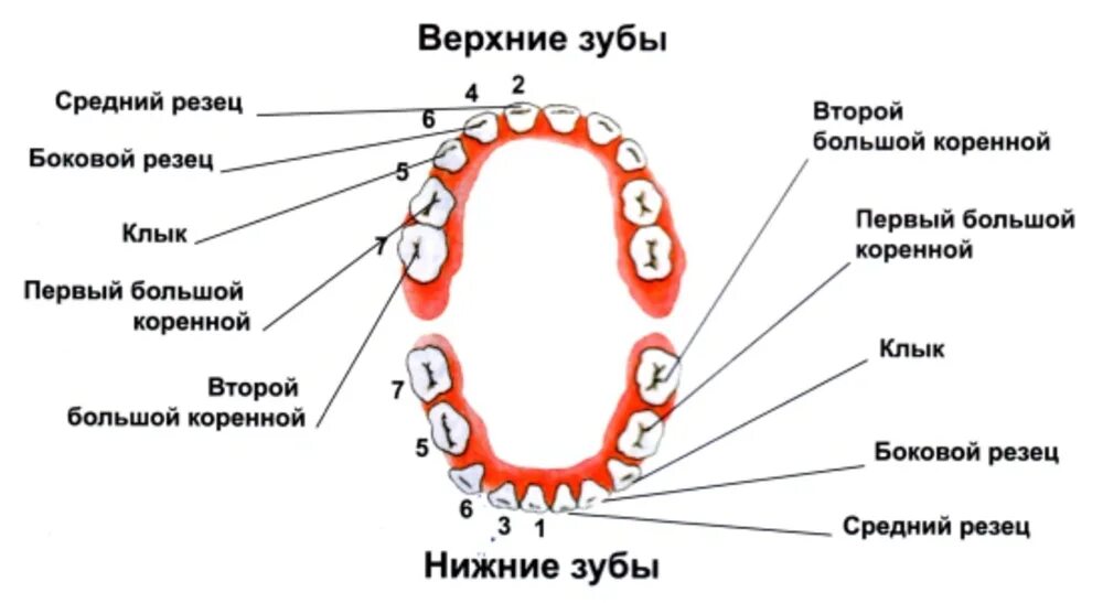 К зубам приберу значение. Зубы: резцы, клыки, коренные зубы.. Зубы резцы клыки премоляры моляры. Порядок прорезывания молочных зубов схема. Центральные резцы верхней челюсти у ребенка.