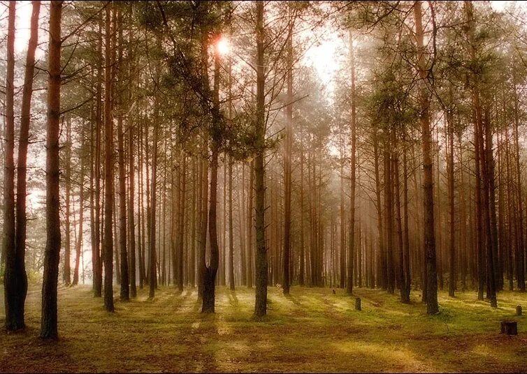 Солнце пронизывало все насквозь кроме сосняка. Природа леса. Тропинка в лесу. Беловежская пуща лес. Солнце пронизывало все насквозь кроме сосняка.
