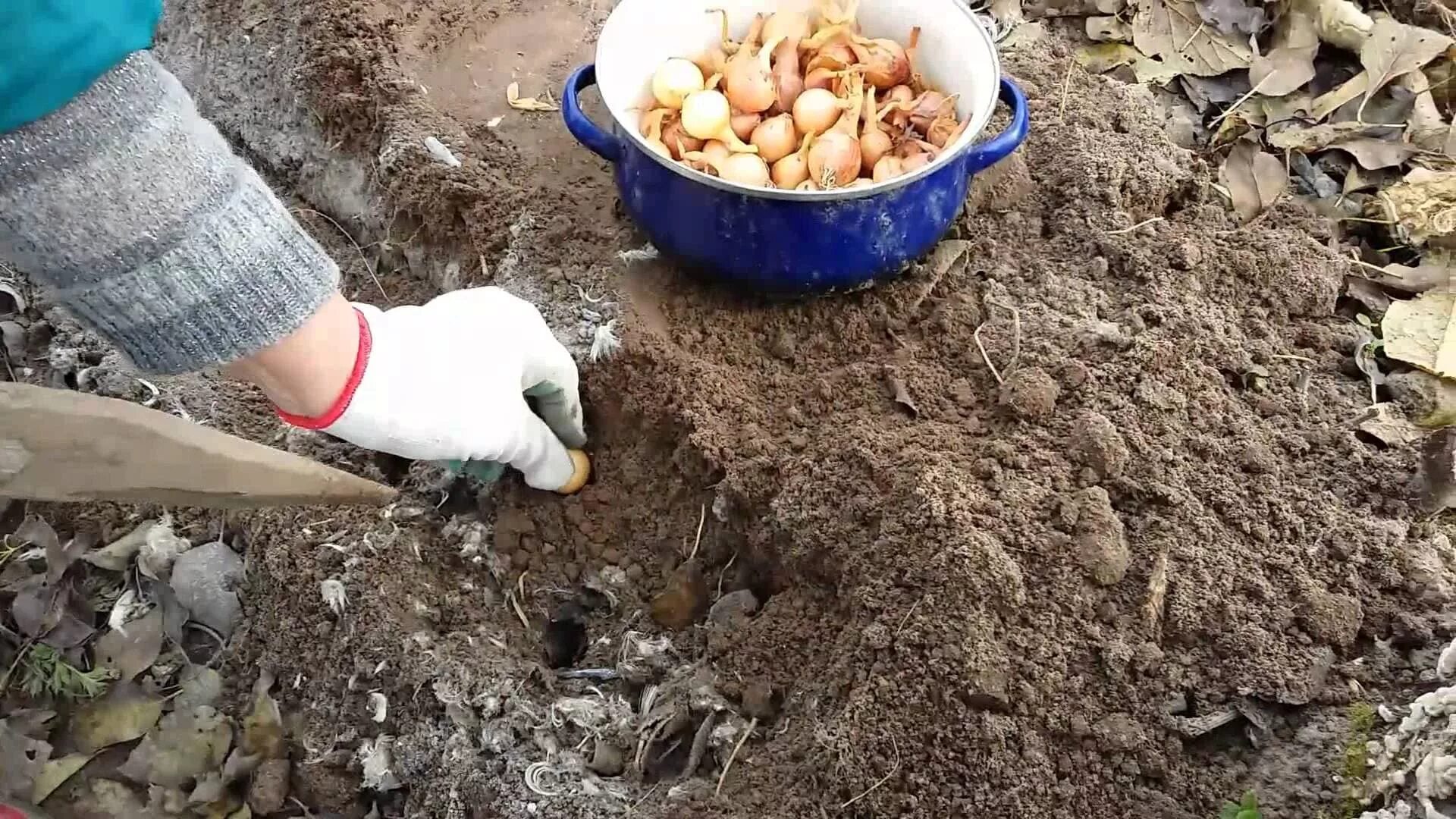 Лук осенью под зиму. Подзимний посев лука севка. Подзимняя посадка лука. Лук посадка осенью под зиму севок. Посадка лука под зиму.