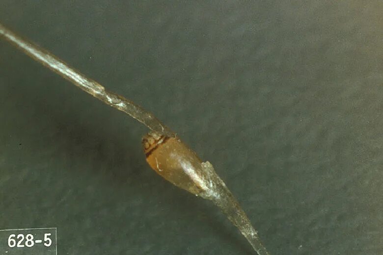 Гнида форум. Гнида форум. Гнида форум. Гнида форум. Гнида форум.