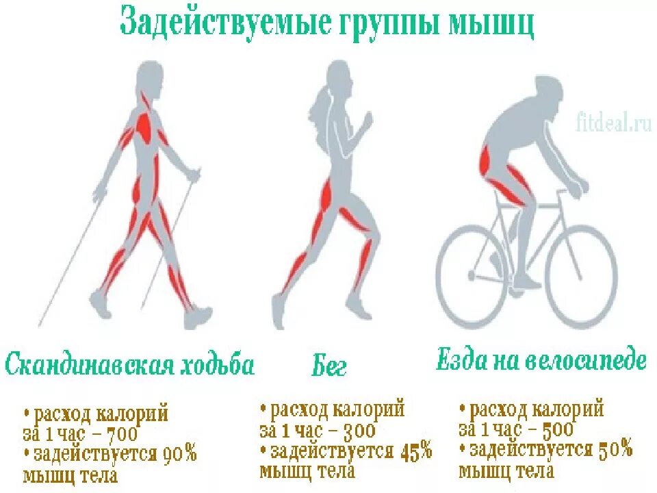 Группы мышц задействованные при скандинавской ходьбе. Сколько ккал при скандинавской ходьбе. Мышцы задействованные при езде на велосипеде. Какие группы мышц задействованы на велосипеде.