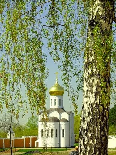 Православный храм и Березовая роща. Троица береза и Церковь. Церковь, Берёзки, река Троица. Церковь в березовой роще Воронеж. Березовый храм