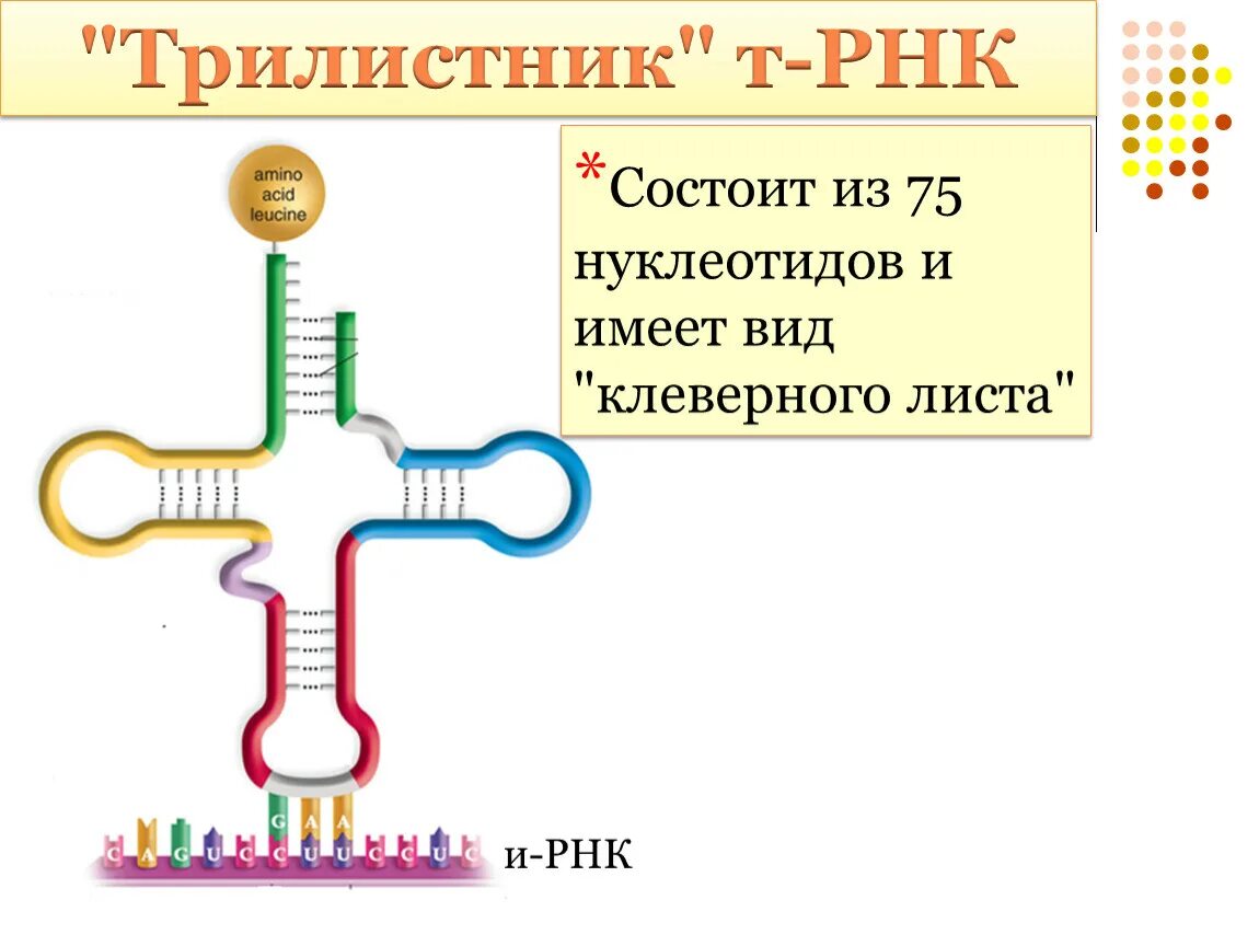 Трилистник т РНК. Транспортная РНК. ТРНК. Лист клевера ТРНК.