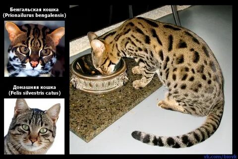 Имея кошке