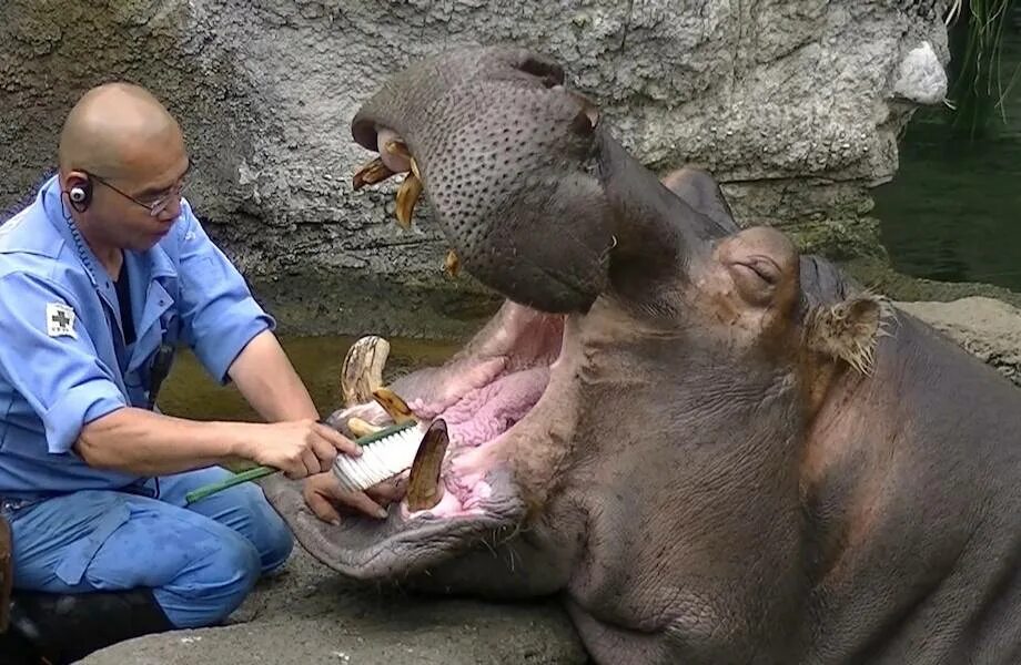 Бегемот самое опасное животное. Бегемот против крокодила. Гребнистый крокодил против бегемота. Бегемот съел человека. Нильский крокодил против бегемота.