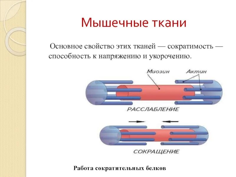 Основные функциональные свойства мышечной ткани. Свойства мышечной ткани возбудимость и сократимость. Функции мышечной ткани сократимость. Основным свойством мышечной ткани является.