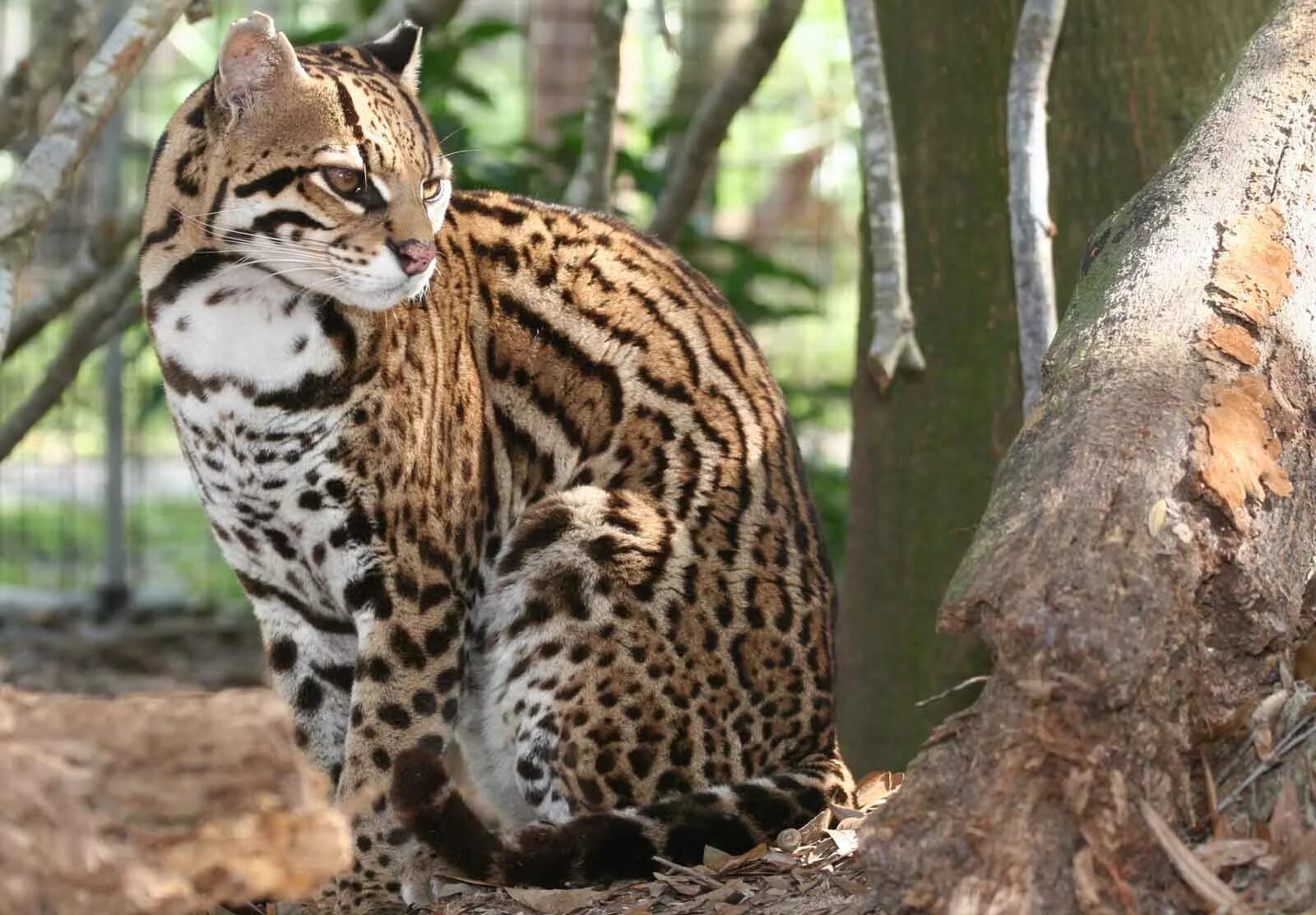 Оцелот цена. Кошки породы Оцелот. Леопард Оцелот. Оцелот (leopardus pardalis). Дикая азиатская леопардовая кошка.
