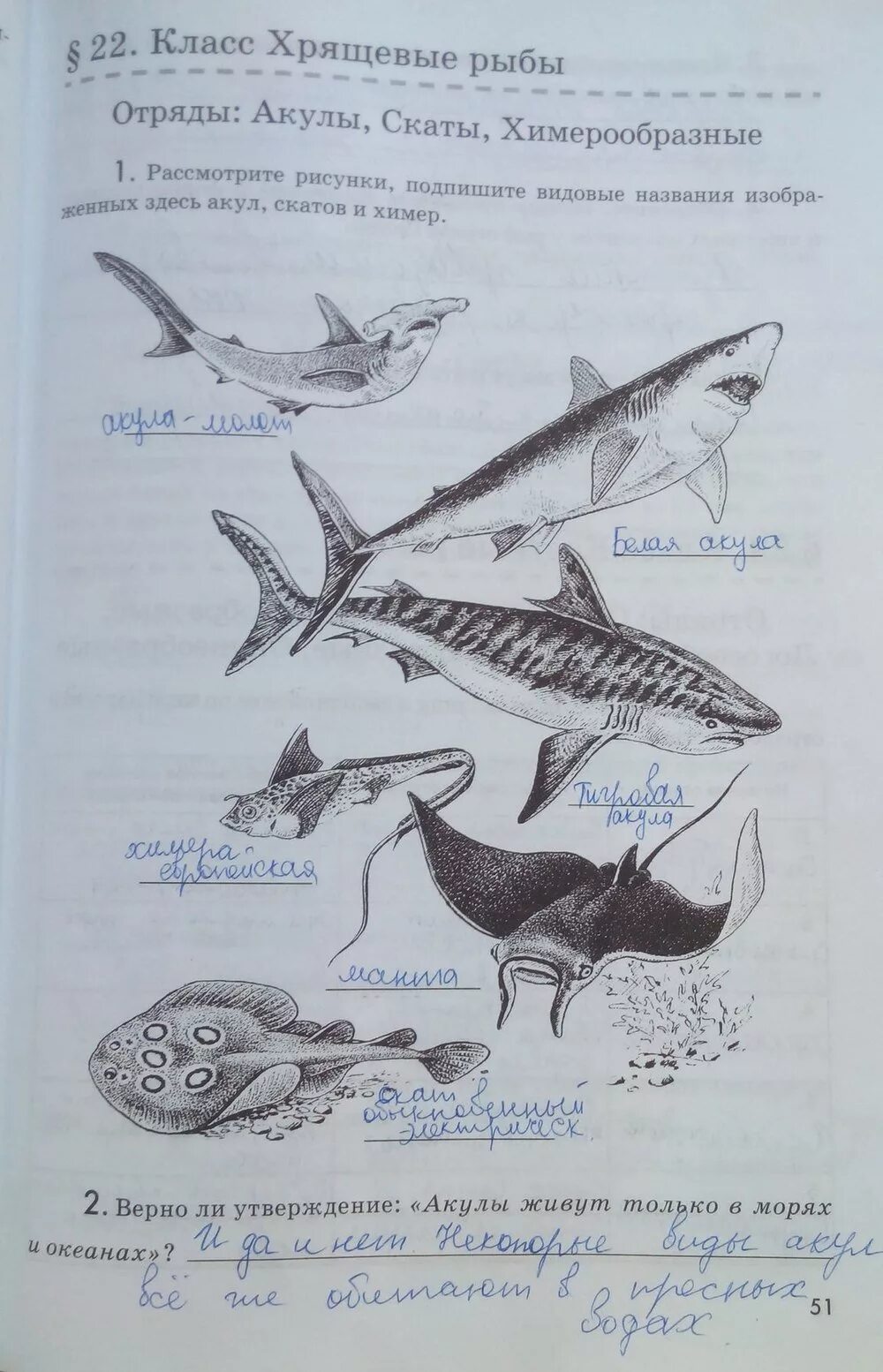 Биология 7 класс параграф рыбы. 7 Кл. Биология отряд хрящевые рыбы. Класс хрящевые рыбы биология 7 класс Латюшина. Биология 7 класс рыбы отряды хрящевых рыб. Класс хрящевые рыбы скаты.