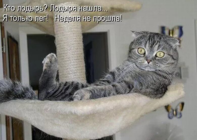 Фотки с надписями. Смешные коты с подписями до слез. Смешные картинки с надписями. Очень смешные коты с надписями. Смешные коты с надписями до слёз.