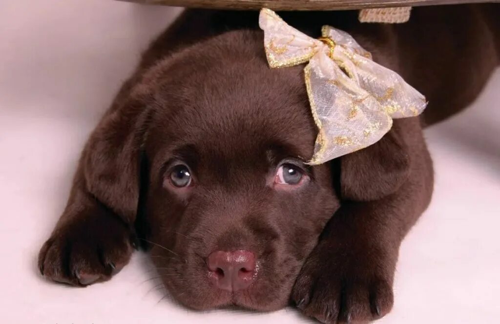 Имена черных щенков. Лабрадор ретривер. Лабрадор ретривер шоколадный. Шоколадный лабрадор щенок. Лабрадор ретривер шоколадный щенок.