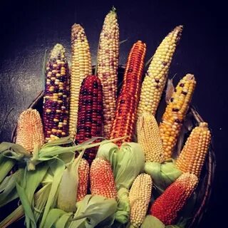 Разноцветная кукуруза