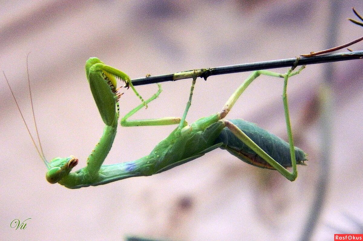 жук богомол. земляной богомол (geomantis larvoides). богомол чертополоховый. занятие богомола. богомол обыкновенный.