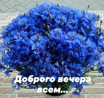 С днем рождения василек
