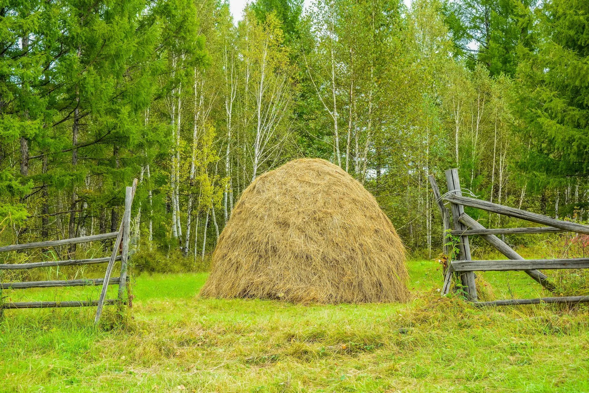 Сенокос стога сена. Скирда омёт копна. Сенная копна. Калязин. Скирда. Стог..