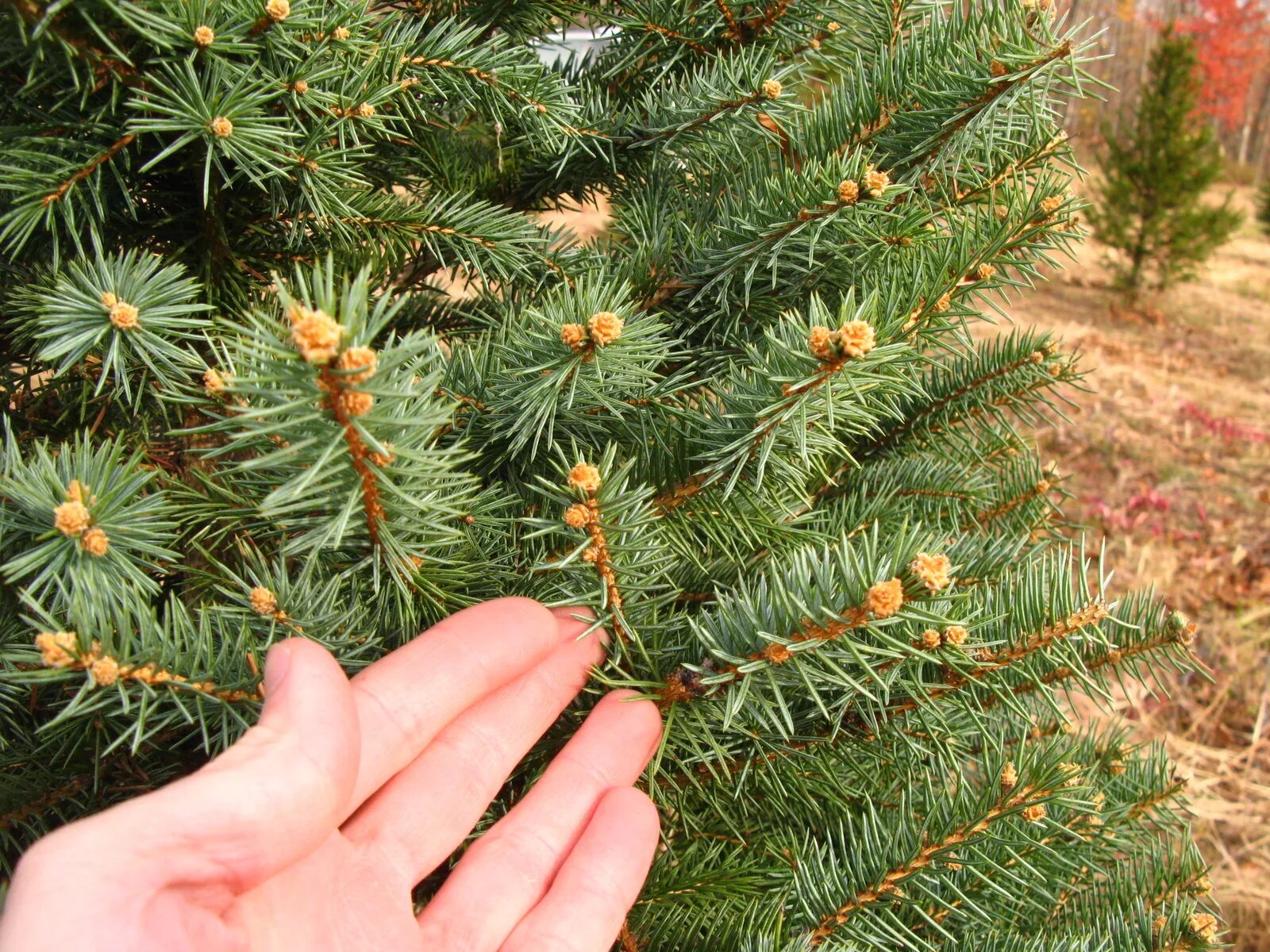 Ели можно. Семена пихты кавказской. Picea pungens Drevohosticiana. Ель европейская семена. Ель Титус.