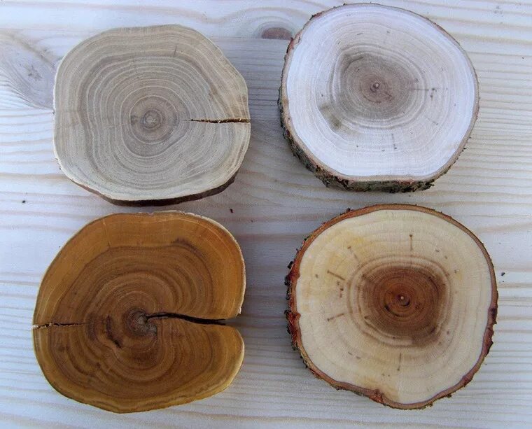 Спил дерева. Срез дерева. Спилы разных деревьев. Спилы разных пород древесины.