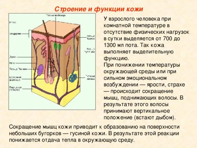 Выделительную функцию кожи выполняют железы. Кожа человека строение и функции. Функции кожи. Кожа строение и функции кожи. Строение кожи с цифрами.