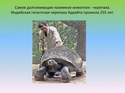 Самое долгоживущее животное