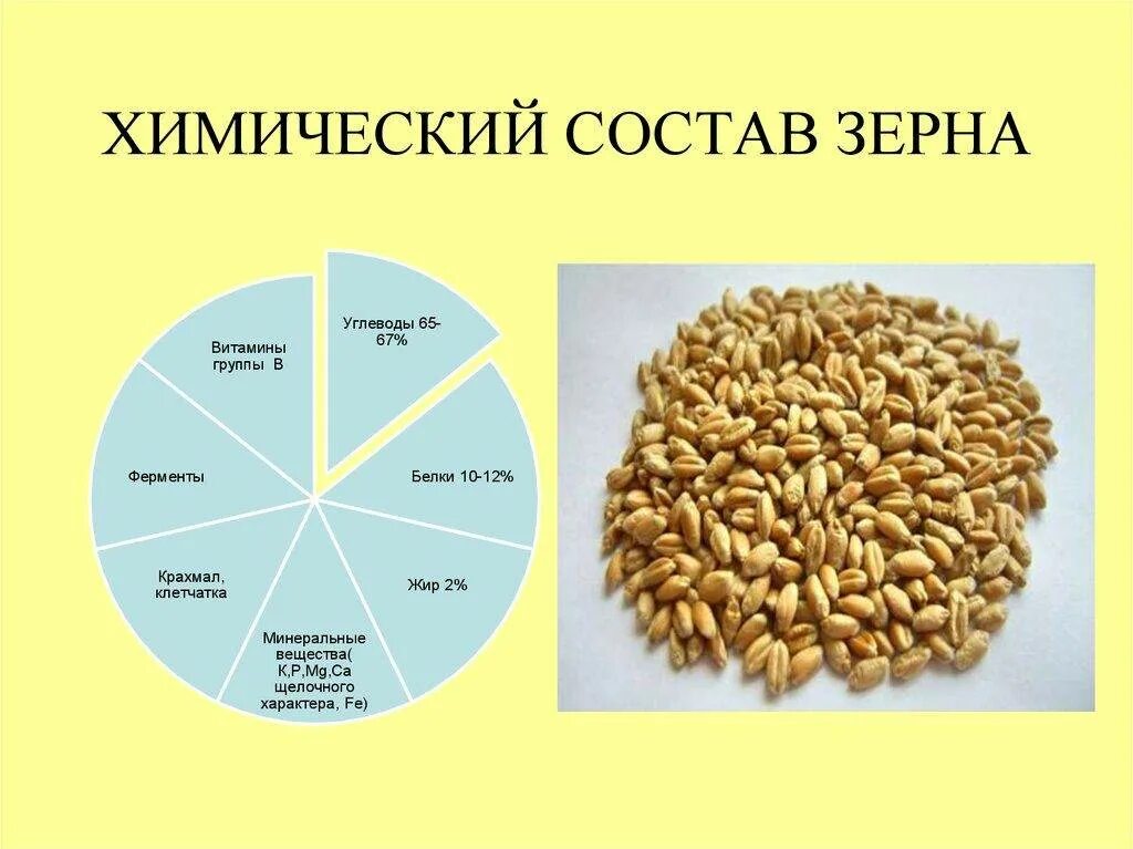 В каких семенах содержится жир