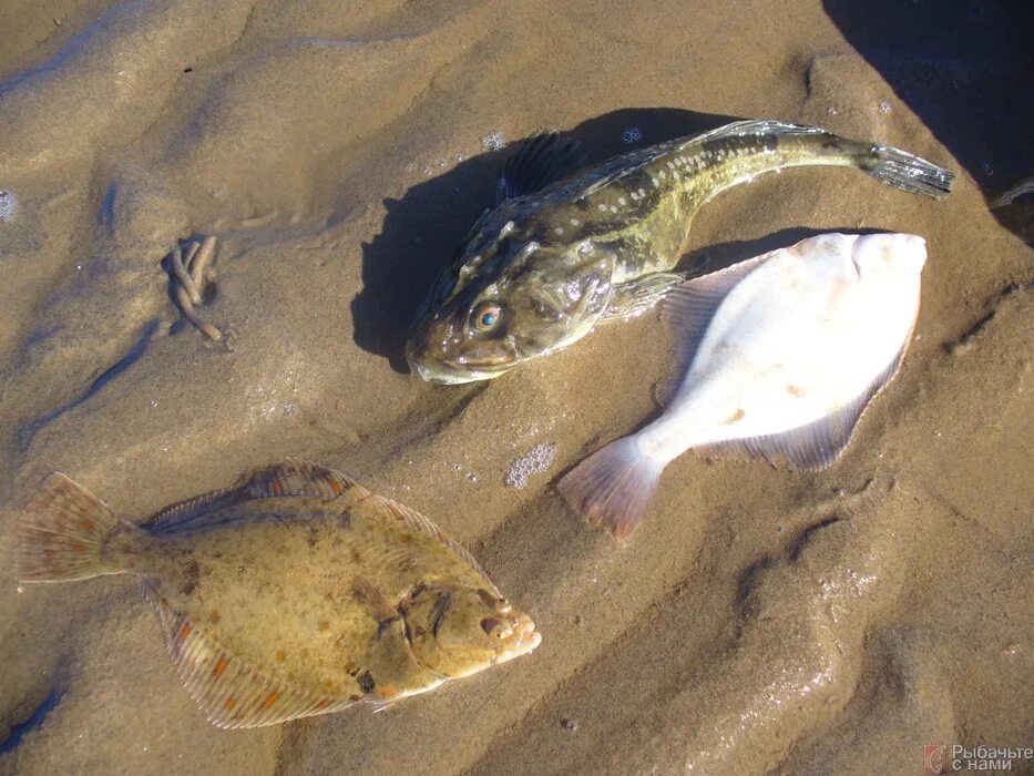 рыбы белое море фото. рыбы белое море фото. страшная морская рыба белого моря. рыба зубатка пятнистая. пинагор рыба белое море.