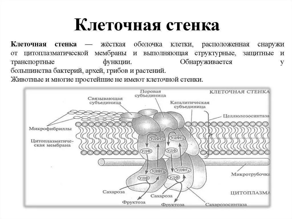 Строение клеточной стенки растений и животных. Строение клеточной стенки растений и животных