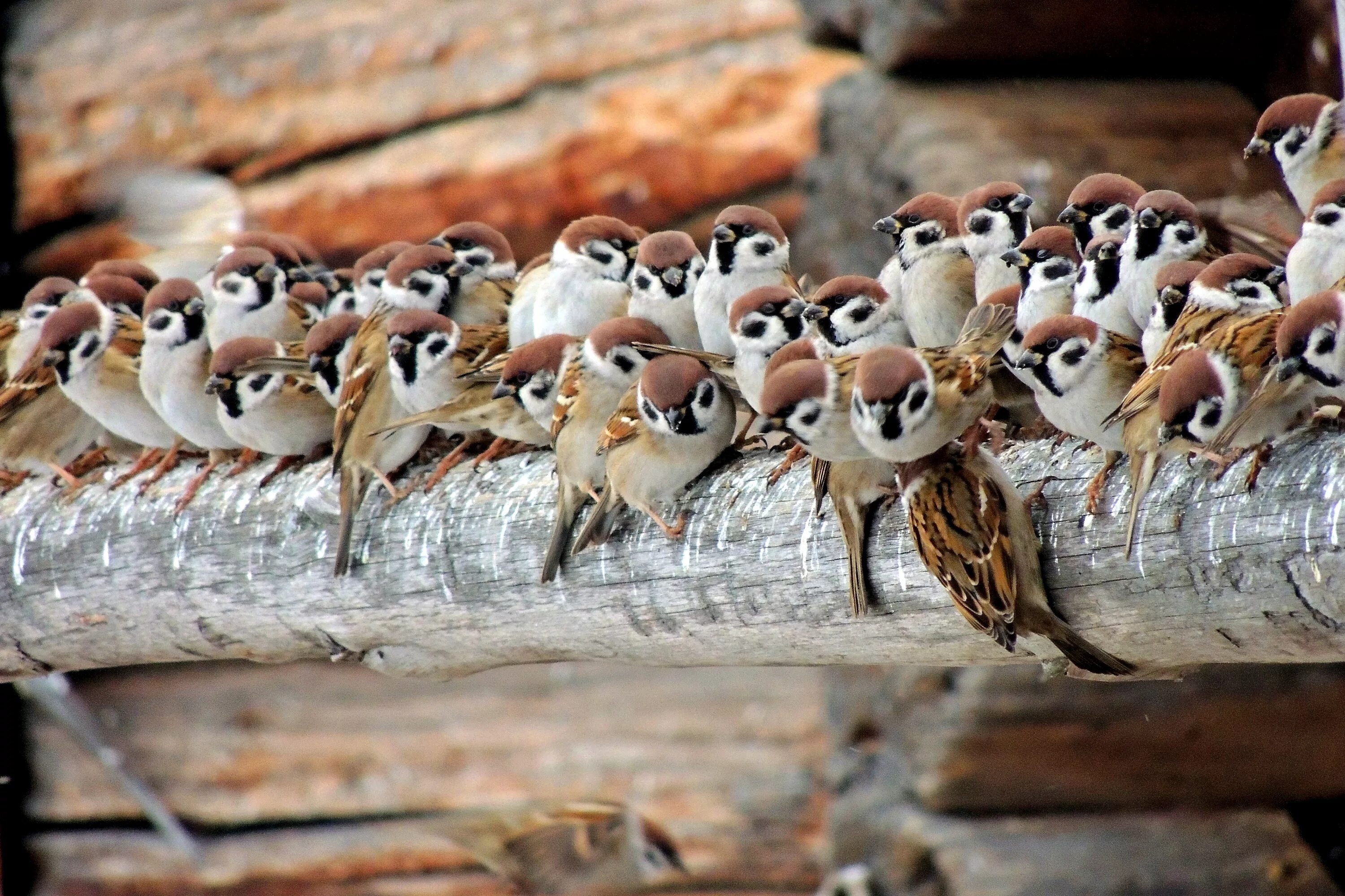 Грачи вьют гнезда. Птичьи гнезда грачи. Гнезда аистов на деревьях. Гнезда вьюрков. Гнездо сороки.