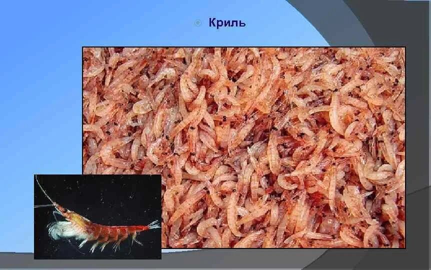 Мясо арктического криля. Криль готовый. Мясо криля консервы. Аквамарин мясо криля 190гр. Криль аквамарин.