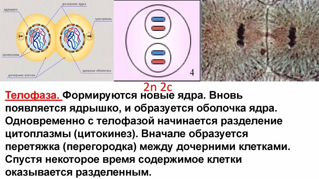 Первая дочерняя клетка. Дочерние клетки это. Ядра дочерних клеток в телофазе. Строение соматической клетки. Ядро соматической клетки.