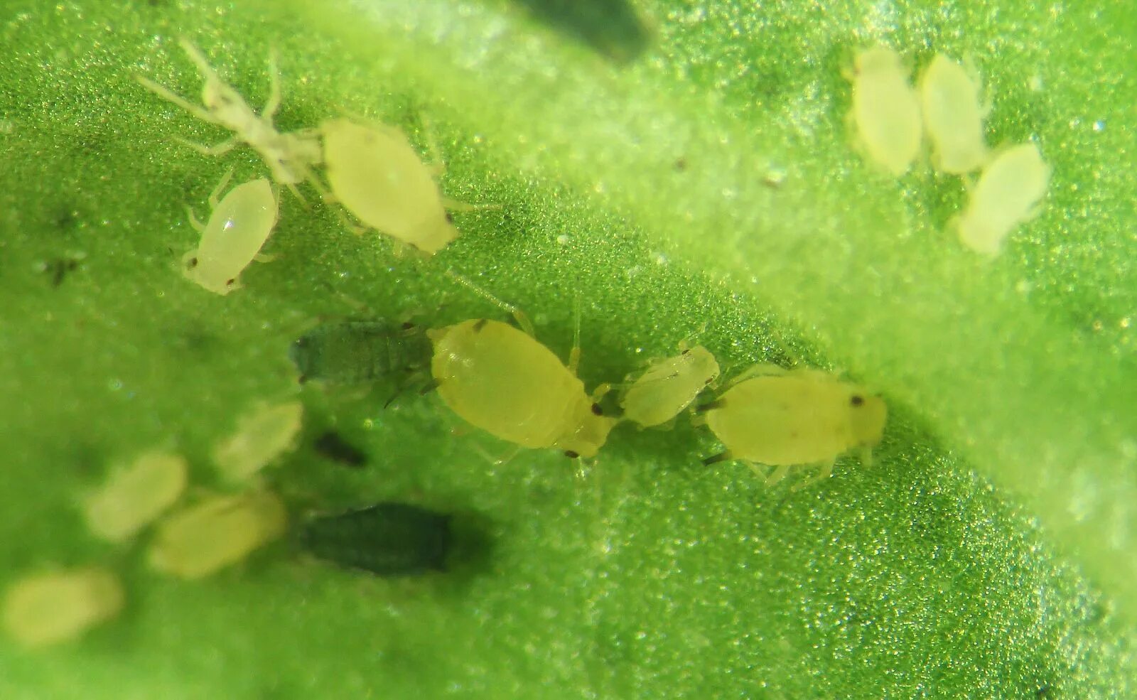 Личинка тли. Тля бахчевая (Aphis gossypii). Бахчевая (хлопковая) тля. Aphis gossypii Glov. - Бахчевая тля. Оранжерейная тля.