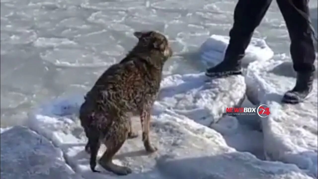 Спас собаку из ледяной ловушки. Храбрые псы в ледяной ловушке. Животные которые попадают в ледяной плен. Ледяной капкан. У алексея 5 собак январь февраль март