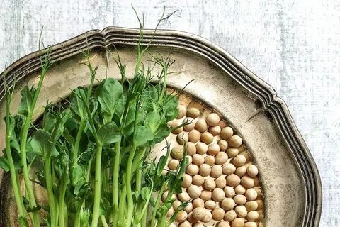 Микрозелень горох как выращивать