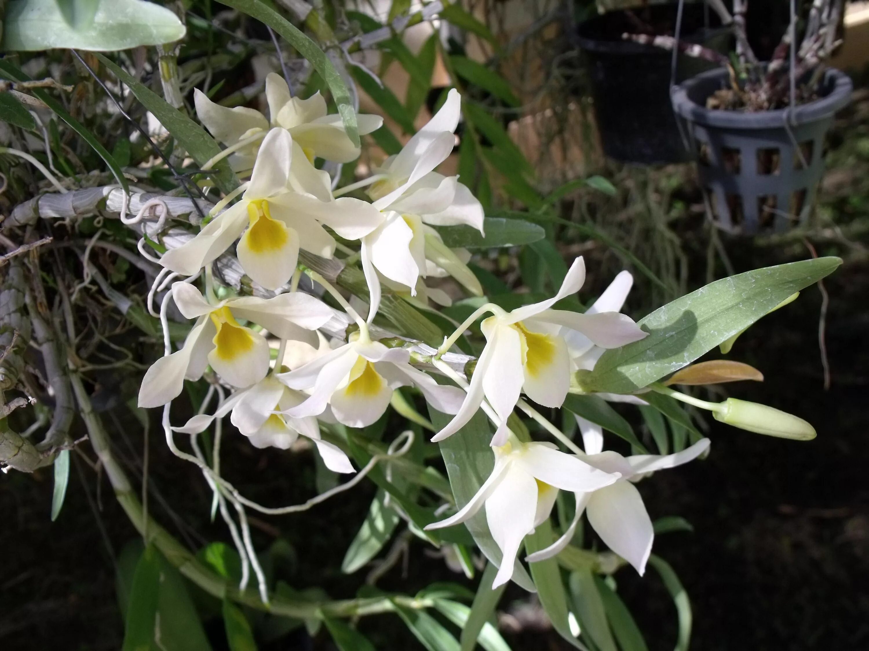 Дендробиум монилиформе. Дендробиум нобиле. dendrobium scabrilingue. дендробиум вьетнам.