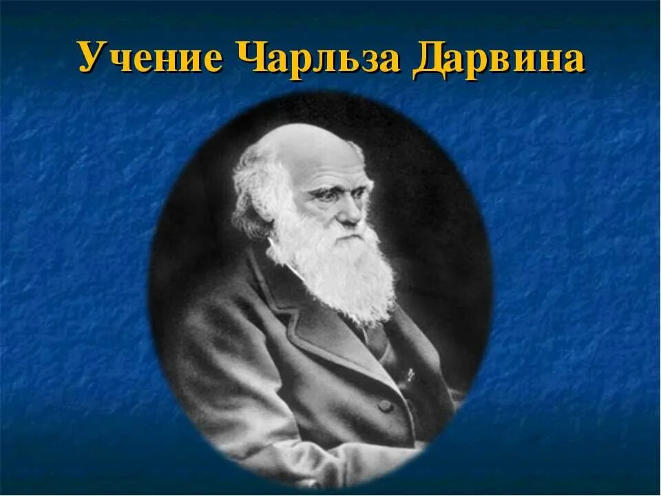 Ч дарвин портрет. Дарвин презентация. Ч дарвин портрет. Дарвин презентация. Ч дарвин открытия.